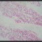 Microscope Villosités intestinales.